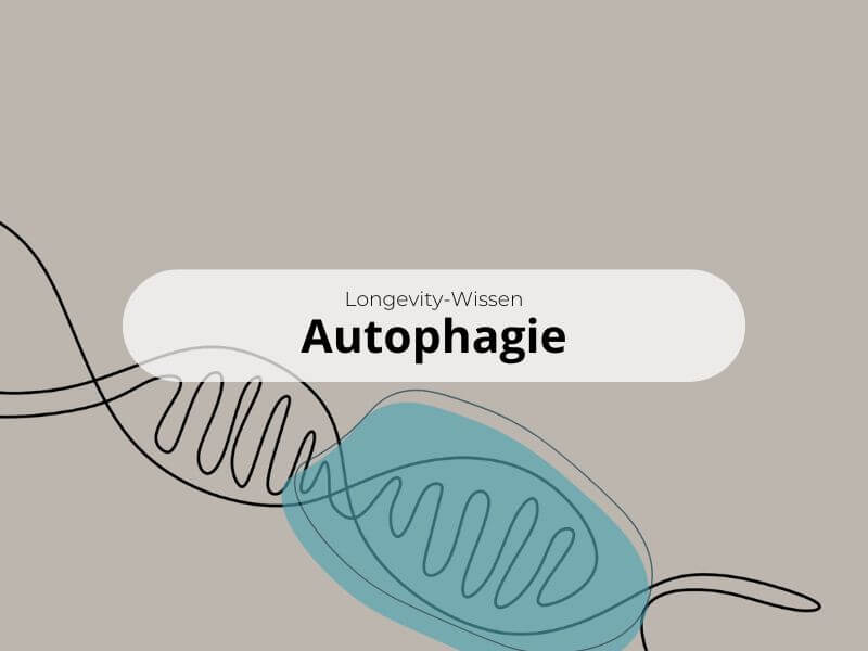 Zelluläre Selbstreinigung für ein längeres Leben – was wir über Autophagie wissen